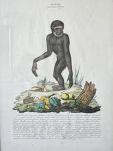 Load image into Gallery viewer, Stampa a colori di Zoologia che ritrae l&#39;Ounco da noto libro di Gazzadi &amp; Baschieri.
