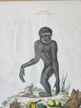 Load image into Gallery viewer, Stampa a colori di Zoologia che ritrae l&#39;Ounco da noto libro di Gazzadi &amp; Baschieri.
