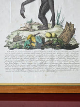 Load image into Gallery viewer, Stampa a colori di Zoologia che ritrae l&#39;Ounco da noto libro di Gazzadi &amp; Baschieri.

