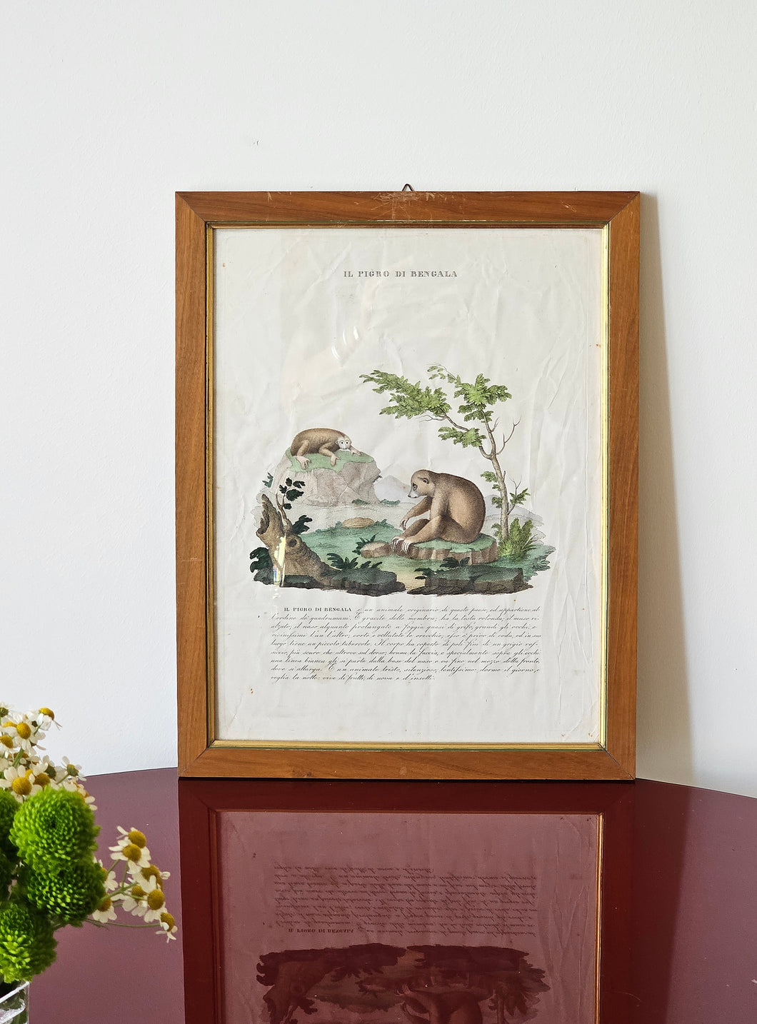 Stampa a colori di Zoologia che ritrae Il Pigro di Bengala da noto libri di Gazzadi & Baschieri