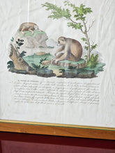 Load image into Gallery viewer, Stampa a colori di Zoologia che ritrae Il Pigro di Bengala da noto libri di Gazzadi &amp; Baschieri
