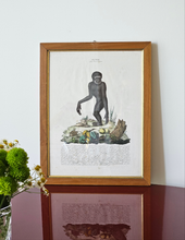Load image into Gallery viewer, Stampa a colori di Zoologia che ritrae l&#39;Ounco da noto libro di Gazzadi &amp; Baschieri.
