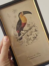Load image into Gallery viewer, Collezione di mini stampe vintage con uccelli
