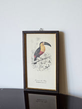 Load image into Gallery viewer, Collezione di mini stampe vintage con uccelli
