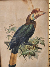 Load image into Gallery viewer, Disegno incorniciato con uccelli tropicali 25x35cm
