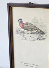 Load image into Gallery viewer, Collezione di mini stampe vintage con uccelli
