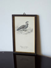 Load image into Gallery viewer, Collezione di mini stampe vintage con uccelli
