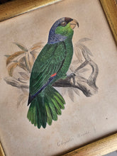 Load image into Gallery viewer, Disegno matita e acquerello Chrysotis finschi
