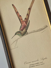 Load image into Gallery viewer, Collezione di mini stampe vintage con uccelli
