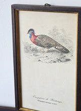 Load image into Gallery viewer, Collezione di mini stampe vintage con uccelli
