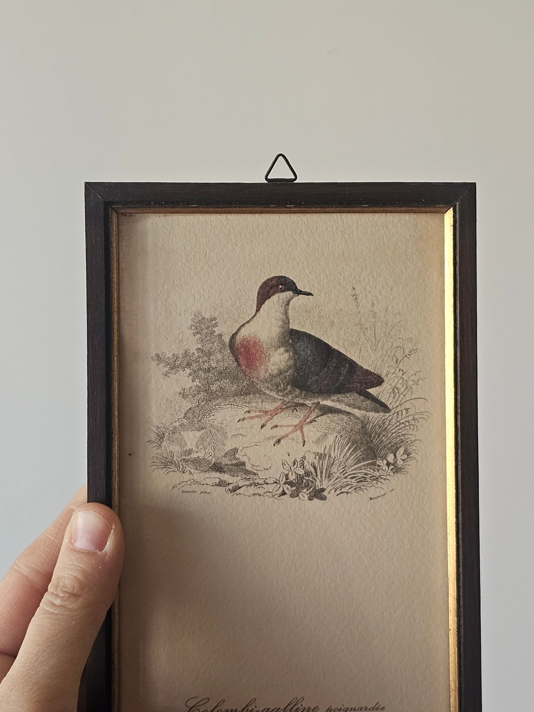 Collezione di mini stampe vintage con uccelli