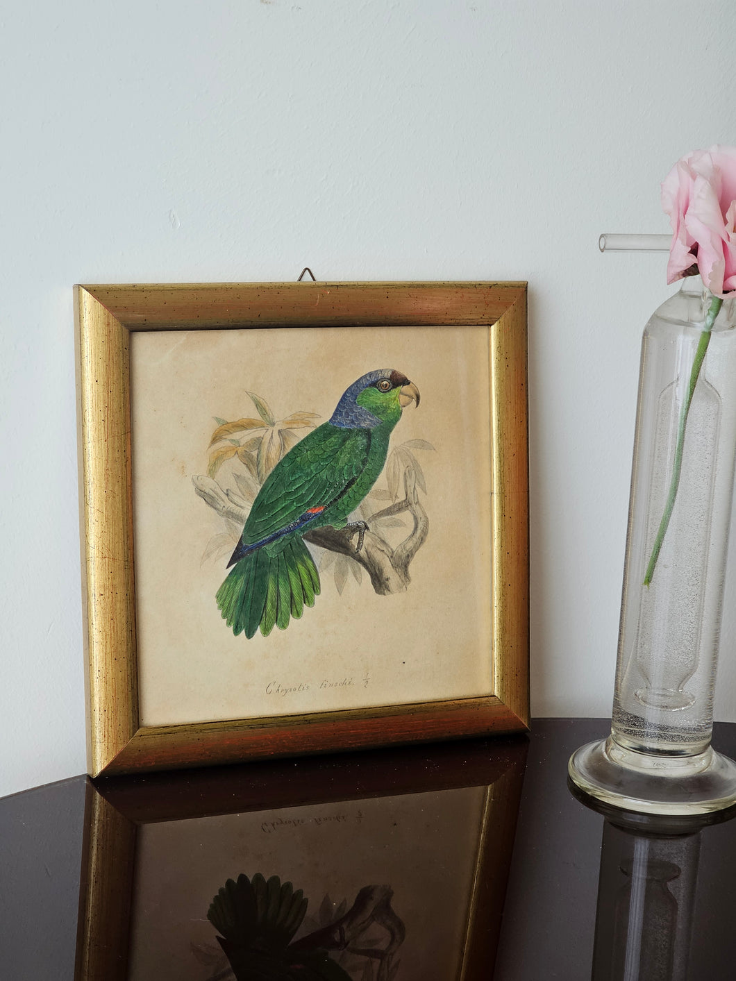 Disegno matita e acquerello Chrysotis finschi