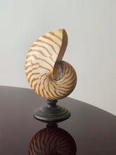 Load image into Gallery viewer, Conchiglia nautilus su base in legno ebanizzato
