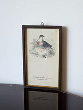 Load image into Gallery viewer, Collezione di mini stampe vintage con uccelli

