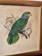 Load image into Gallery viewer, Disegno matita e acquerello Chrysotis finschi
