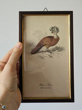 Load image into Gallery viewer, Collezione di mini stampe vintage con uccelli
