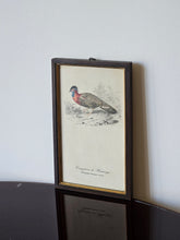 Load image into Gallery viewer, Collezione di mini stampe vintage con uccelli
