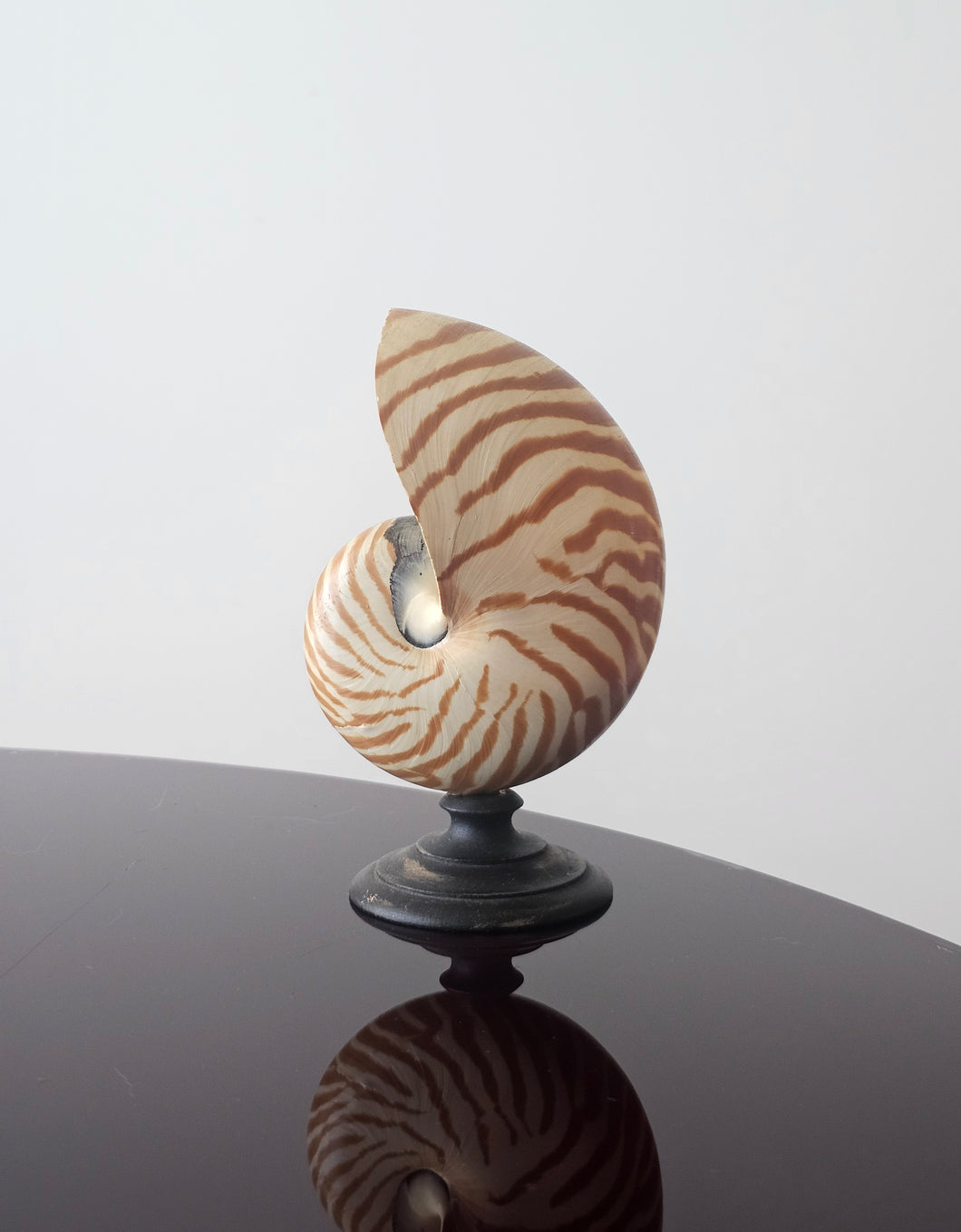 Conchiglia nautilus su base in legno ebanizzato